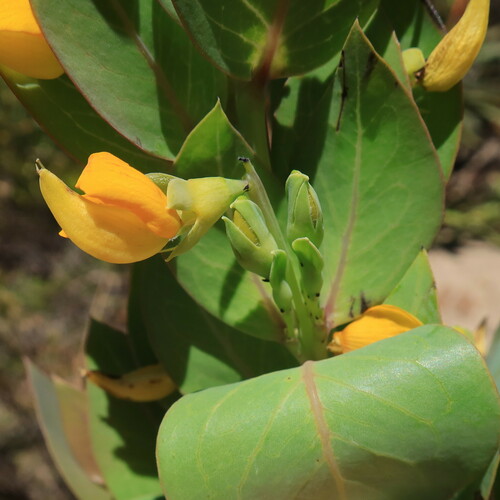 Rafnia triflora