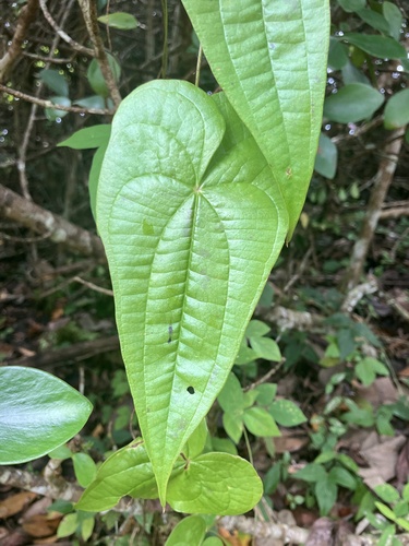 Rajania cordata (Carib yam) — photo