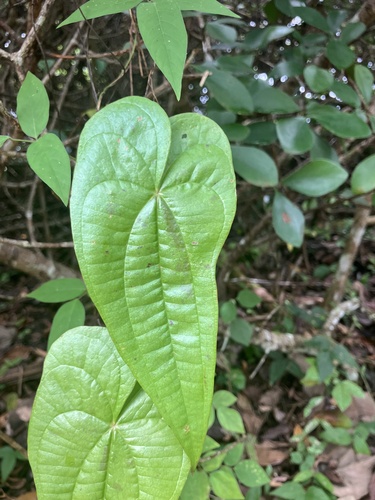 Rajania cordata (Carib yam) — photo