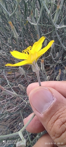 Ramaliella tortuosissima — photo