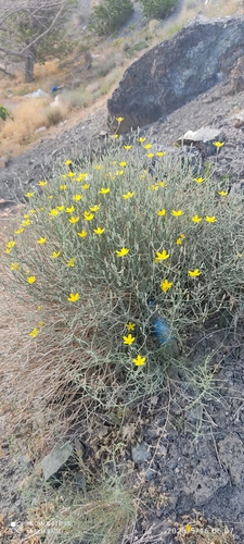 Ramaliella tortuosissima