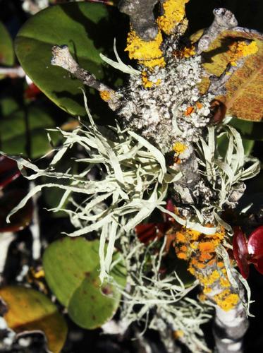 Ramalina calicaris var. japonica — photo