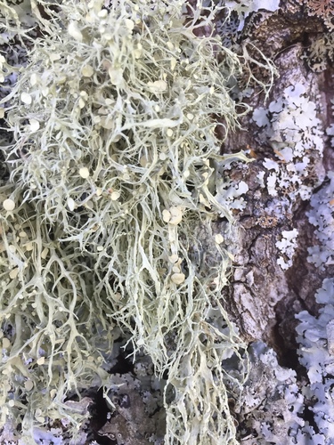 Ramalina calicaris var. japonica — photo