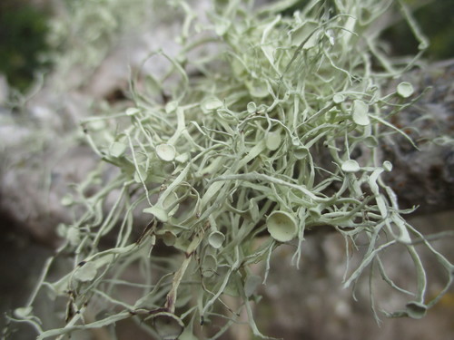 Ramalina calicaris var. japonica
