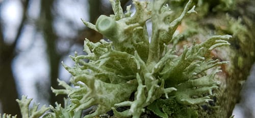 Ramalina fastigiata — photo