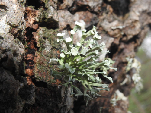 Ramalinaceae