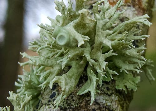 Ramalina fastigiata — photo