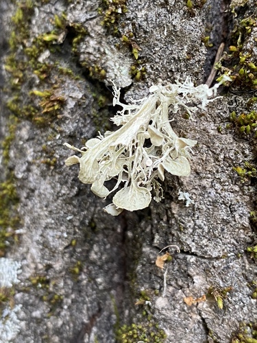 Ramalina sinensis — photo