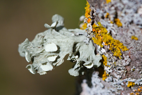 Ramalina sinensis — photo