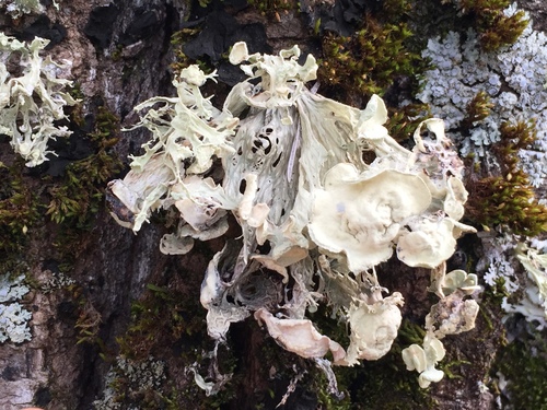 Ramalina sinensis