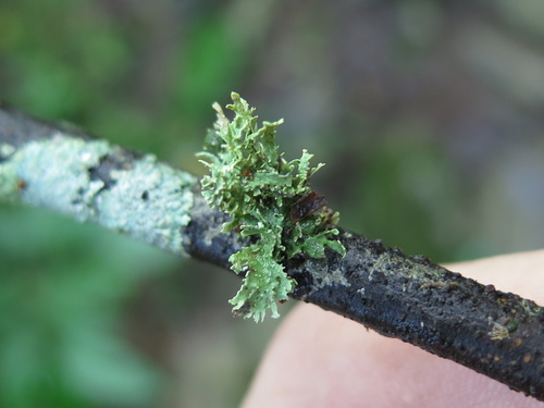 Ramalina subcomplanata — photo