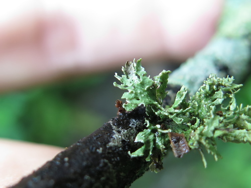 Ramalina subcomplanata — photo