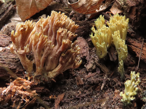 Ramaria apiculata — photo