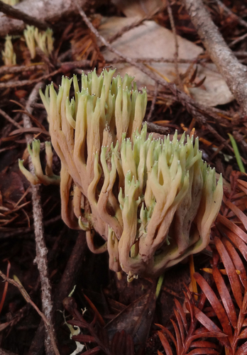 Ramaria apiculata — photo