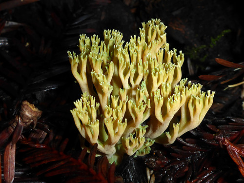 Ramaria apiculata