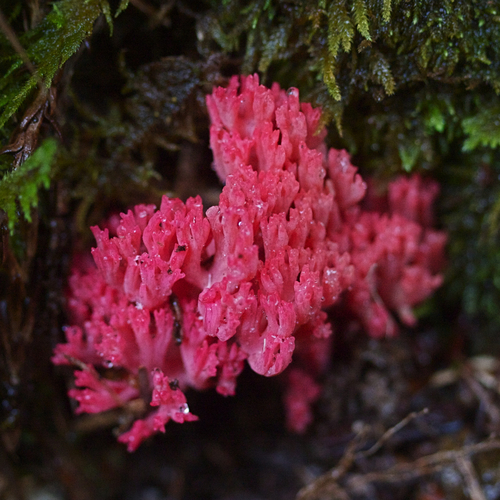 Ramaria araiospora — photo