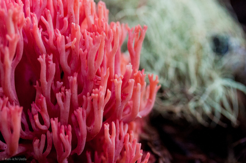 Ramaria araiospora — photo