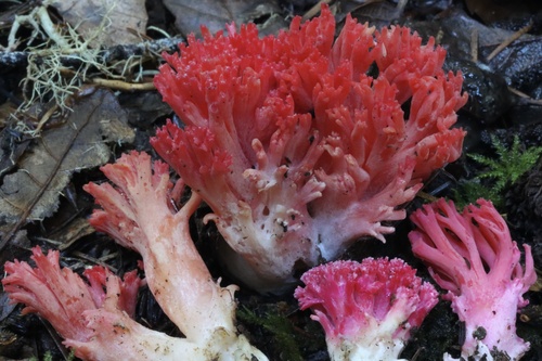 Ramaria araiospora