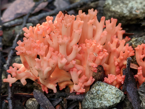 Ramaria botrytoides — photo