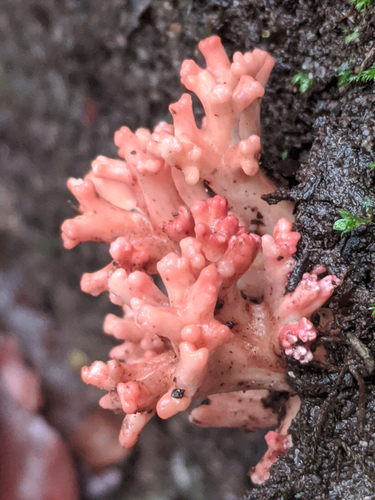 Ramaria botrytoides
