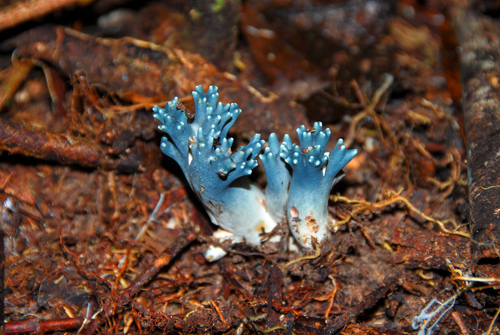 Ramaria cyanocephala — photo