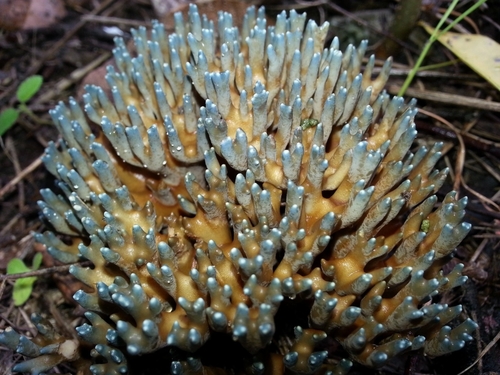 Ramaria cyanocephala — photo