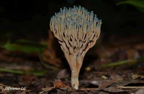 Ramaria cyanocephala
