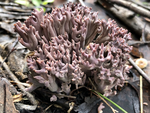 Ramaria fennica — photo