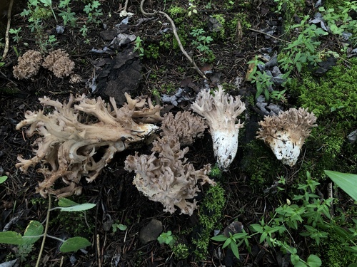 Ramaria fennica — photo