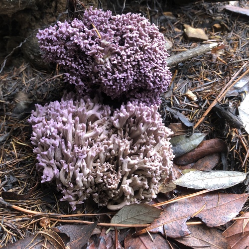 Ramaria fennica
