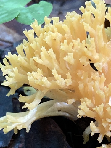 Ramaria flavobrunnescens var. aurea — photo