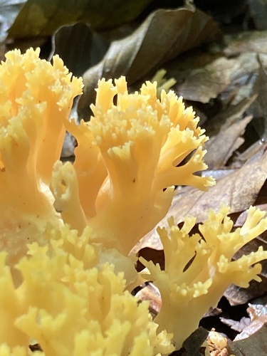 Ramaria flavobrunnescens var. formosoides — photo
