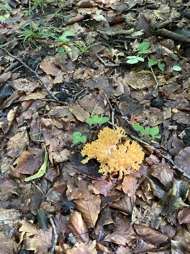 Ramaria flavobrunnescens var. typica
