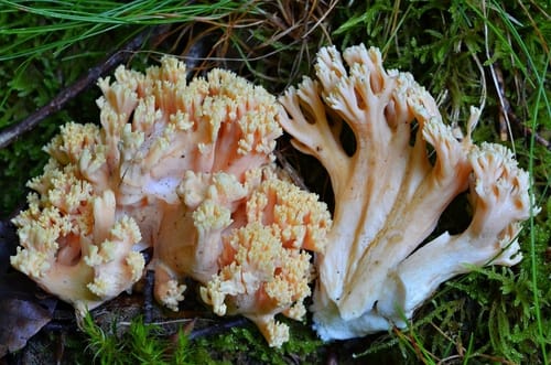 Ramaria formosa — photo