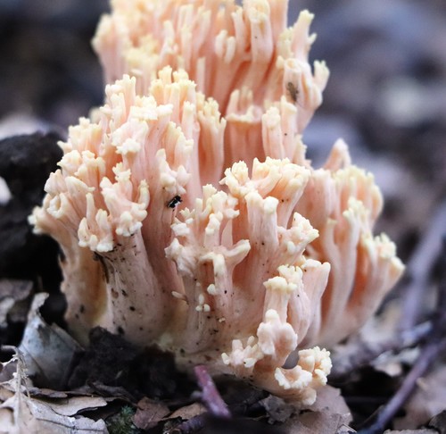 Ramaria formosa