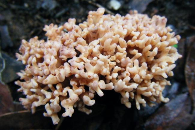 Ramaria holorubella