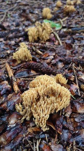 Ramaria invalii — photo
