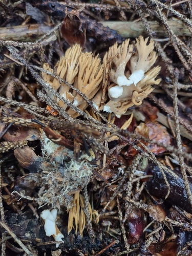 Ramaria invalii — photo