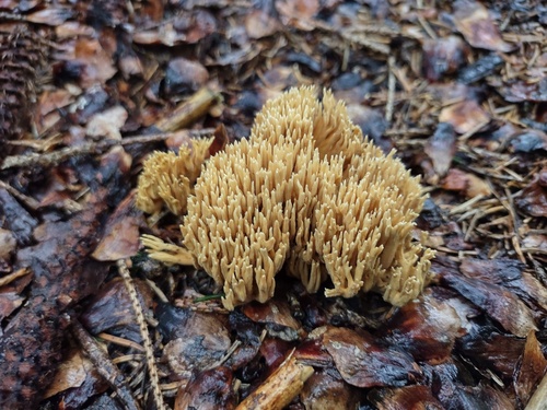 Ramaria invalii