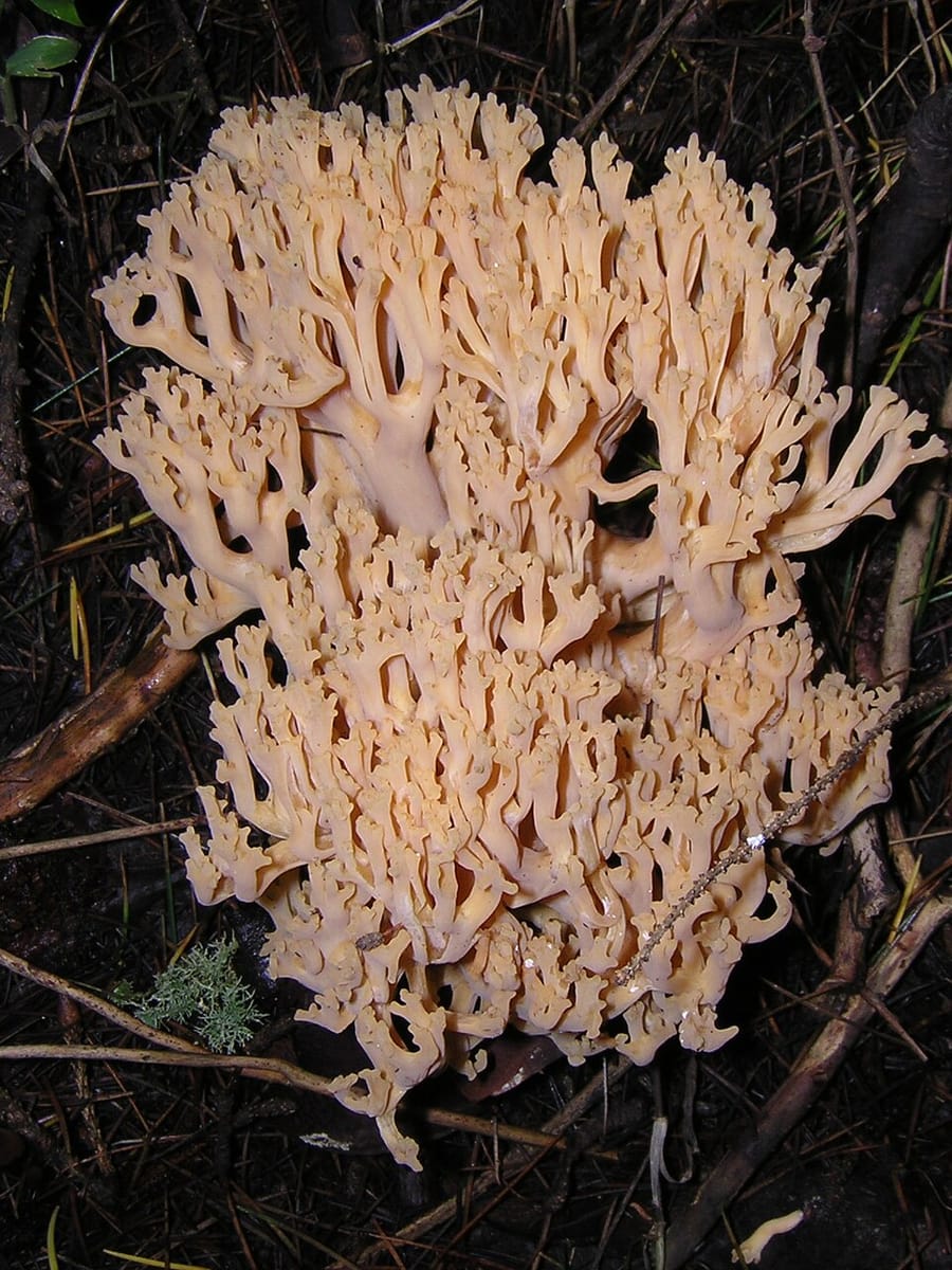 Ramaria obtusissima — photo