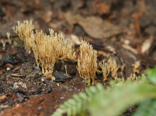Ramaria ochracea — photo