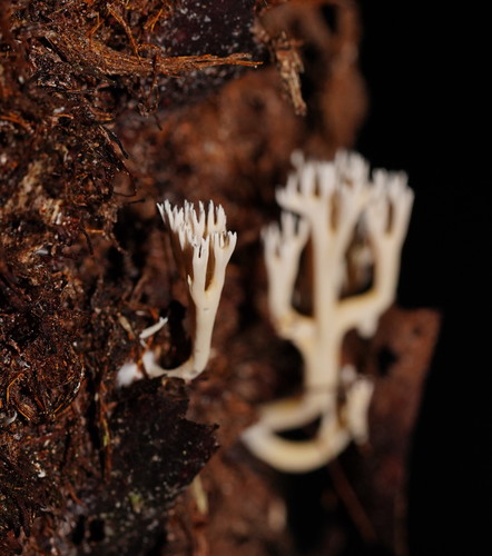 Ramaria ochracea — photo