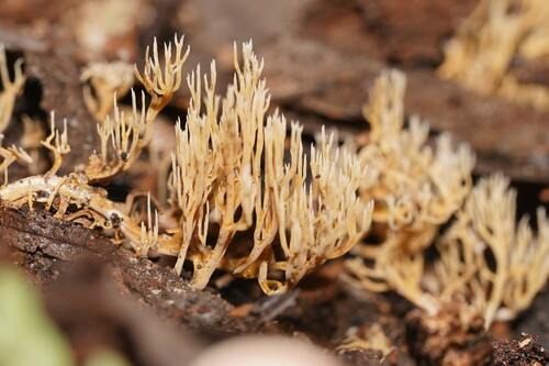 Ramaria ochracea
