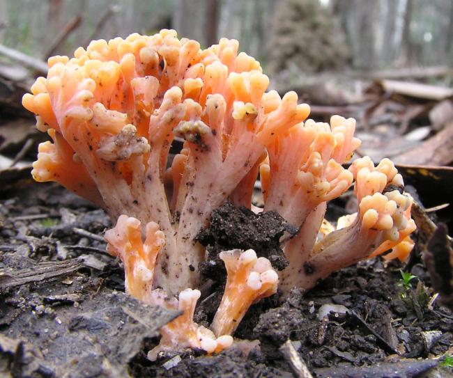 Ramaria ochraceosalmonicolor (Coral Fungus) — photo