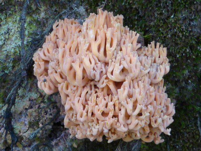 Ramariaceae