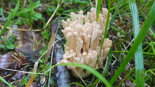 Ramaria pallida — photo