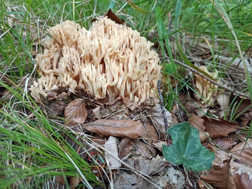 Ramaria pallida — photo