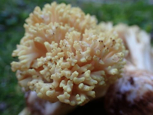 Ramaria rasilispora — photo