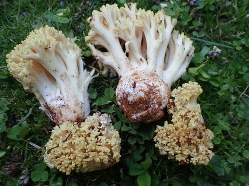 Ramaria rasilispora — photo