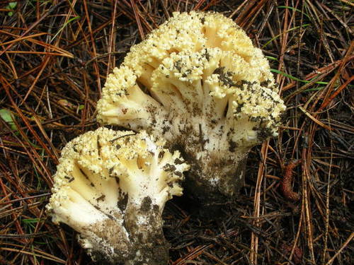 Ramaria rasilispora